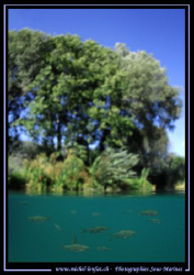 Some Pearl roaches close to the surface... Que du Bonheur... by Michel Lonfat 
